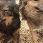 lullu u lumpi